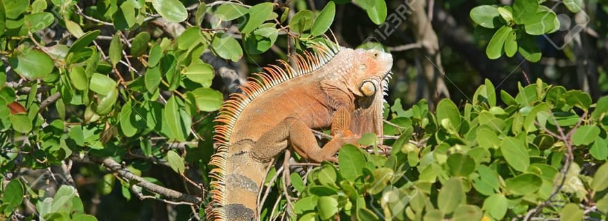 SAFARI À TRAVERS LES MANGROVES DE VENTANILLA OAXACA