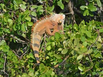 SAFARI POR LOS MANGLARES DE VENTANILLA OAXACA