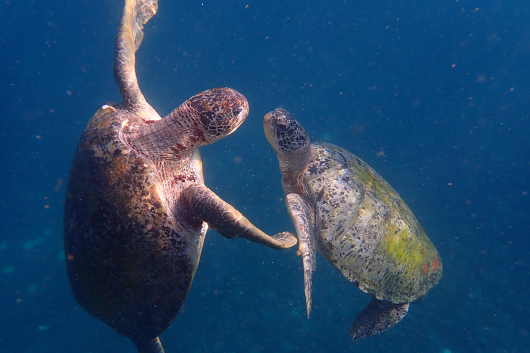 Koh Tao: Excursión de snorkel a la isla de Nang Yuan y bahías ocultas
