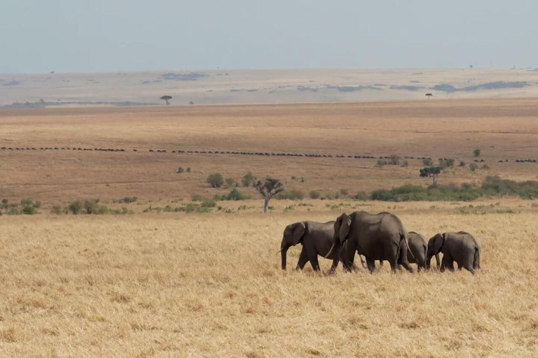 Nairobi:3-daagse safari in de Maasai Mara