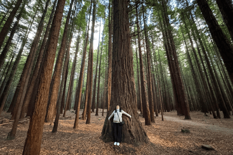 Private Day Tour - Hobbiton Movie Set, Rotorua & Treewalks