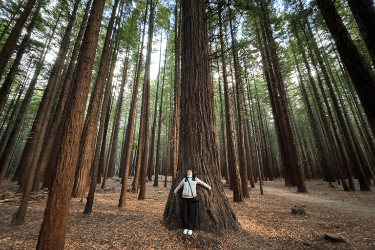 Private Day Tour - Hobbiton Movie Set, Rotorua & Treewalks