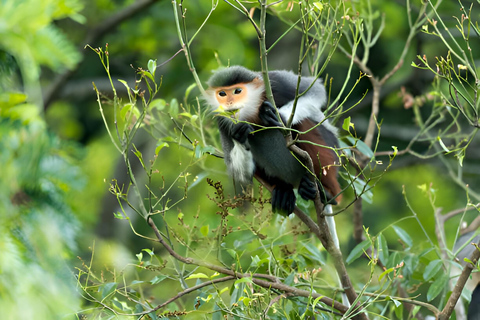 From Da Nang: Wildlife watching, Douc Langurs watching