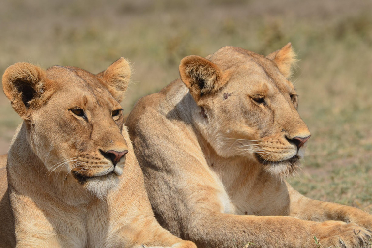 Safari: 8-daagse safari in Tarangire, Serengeti en Ngorongoro