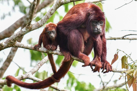 Monkey’s Creek: An Extreme Tropical Forest Hiking Adventure