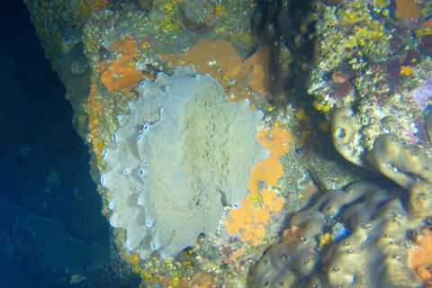 Ischia: Guided Snorkeling among Caves and Submerged Ruins