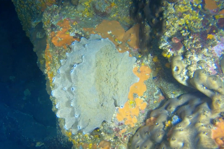 Ischia: Guided Snorkeling among Caves and Submerged Ruins