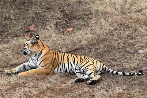 Delhi: 2-Day Ranthambore Safari by Car with Hotel
