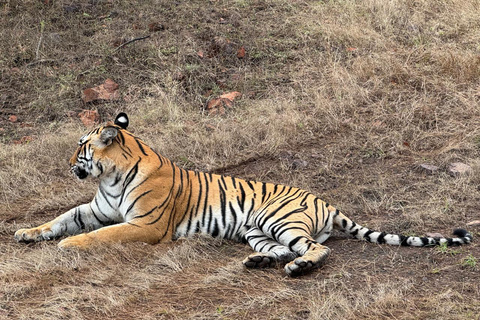 Delhi: 2-Day Ranthambore Safari by Car with Hotel Delhi to Ranthambore Overnight Tour with Safari & 3* Resort