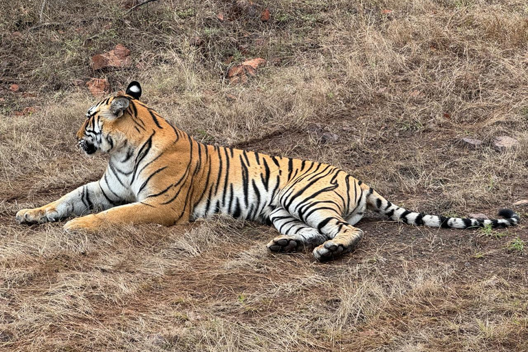 Delhi: 2-Day Ranthambore Safari by Car with Hotel Delhi to Ranthambore Overnight Tour with Safari & 3* Resort