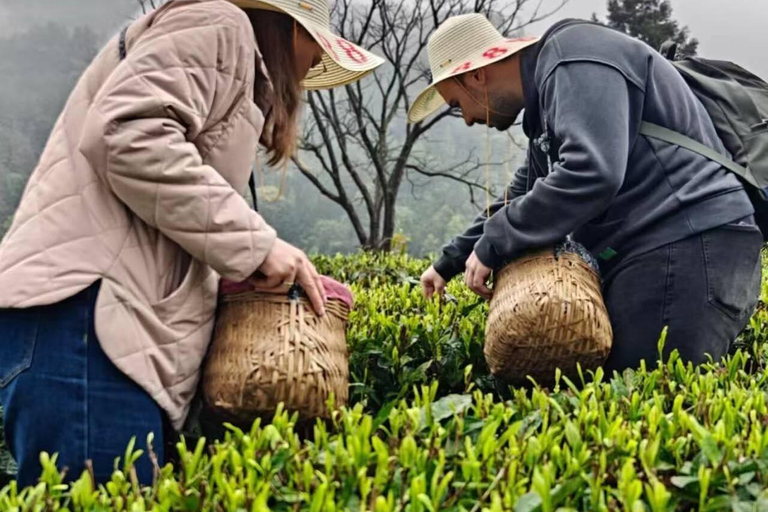 2-Day Zhangjiajie: Rice Terrace, Glass Bridge & Opt Tea Tour 2-Day Zhangjiajie Tour
