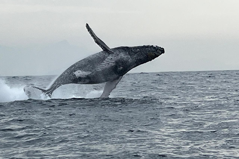 The Rio´s Ultimate Whale Whatching Experience THE RIO´S ULTIMATE WHALE WHATCHING