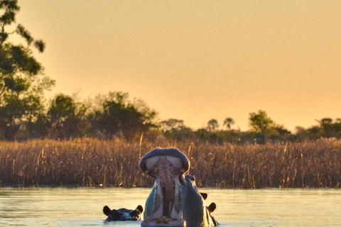 Botswana: Scenic Horseback Ride to the Thamalakane River 4 hours Luxury Horseback Ride to the Thamalakane River