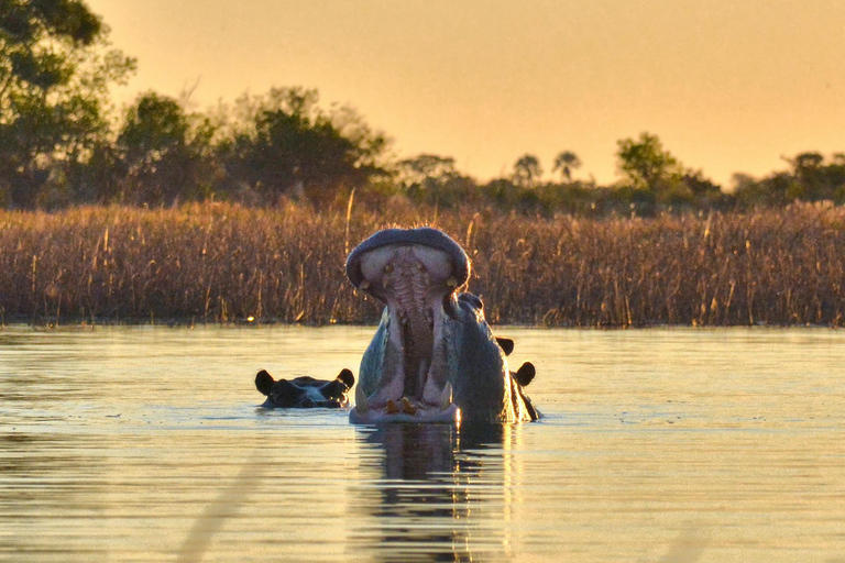 Botswana: Scenic Horseback Ride to the Thamalakane River 4 hours Luxury Horseback Ride to the Thamalakane River