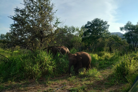 Kandy; Dagstur till Sigiriya &amp; Elefantsafari