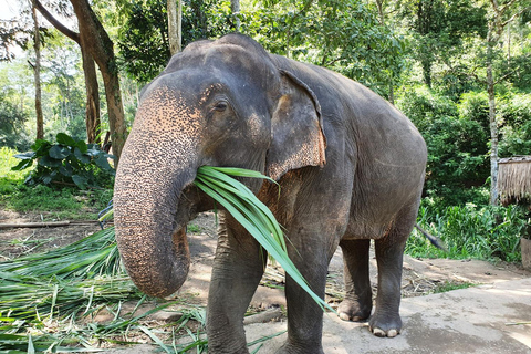 Refúgio dos Elefantes; O David Sheldrick Wildlife Trust