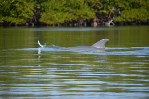 From Naples, FL: Marco Island Mangroves Kayak or Paddle Tour Easy Ride Pedal Kayak Tour