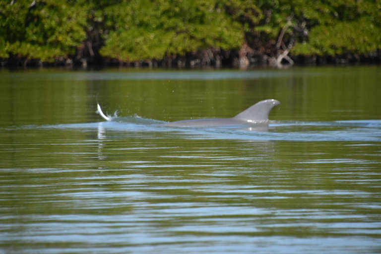 From Naples, FL: Marco Island Mangroves Kayak or Paddle Tour Easy Ride Pedal Kayak Tour