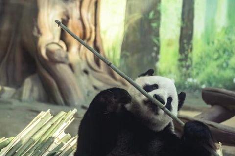 Yueyang: Giant Panda Garden Skip-the-Line Ticket