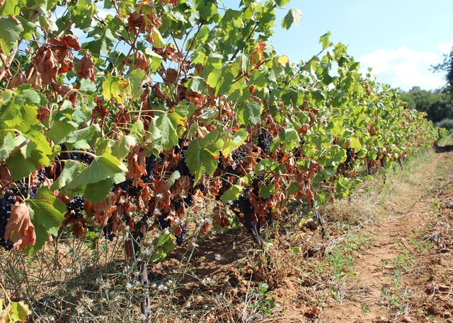 Rio de Janeiro: guided visit to wineries with wine tasting