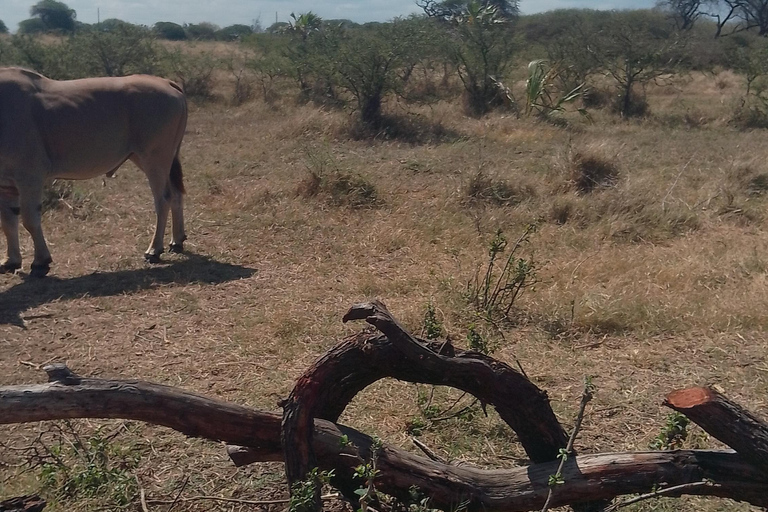 Mombasa: Wildlife Sanctuary Guided Nature Trail Tour Wildlife Sanctuary Guided Nature Trail Tour