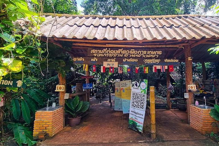 De Chiang Mai à Chiang Rai : Temples, Lalita Cafe et Hilltribe