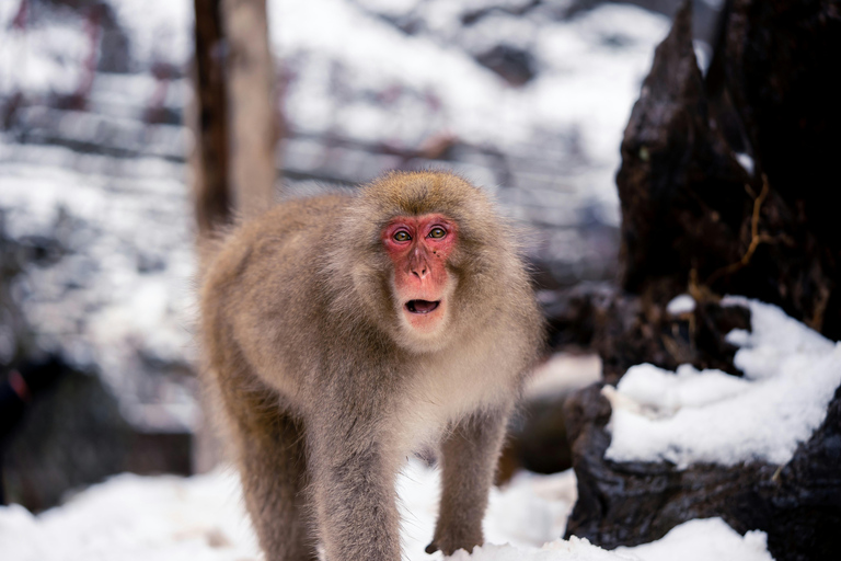 Nagano: Snow Monkey Park Full-Day Guided Private Tour Nagano: Snow Monkey Park Full-Day Guided Tour in Lexus