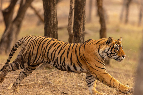Von Jaipur aus: 1 Tagestour zum Ranthambore Tiger Reserve