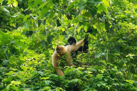 Cuc Phuong nationalpark Van Long-reservatet Privat dagsutflykt