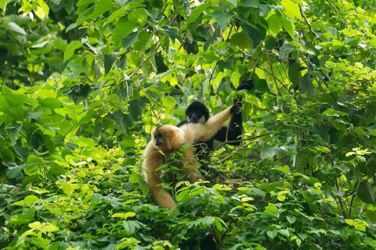 Cuc Phuong nationalpark Van Long-reservatet Privat dagsutflykt