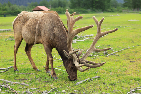 Seward to Anchorage Scenic Tour with Airport drop-off