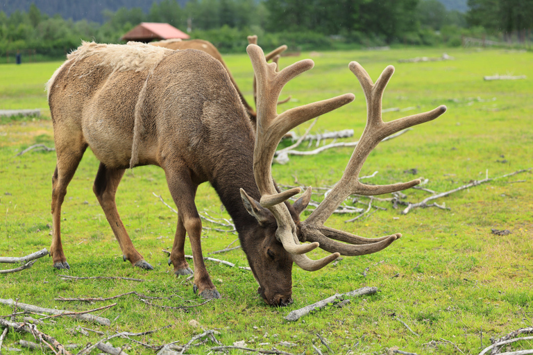 Seward to Anchorage Scenic Tour with Airport drop-off