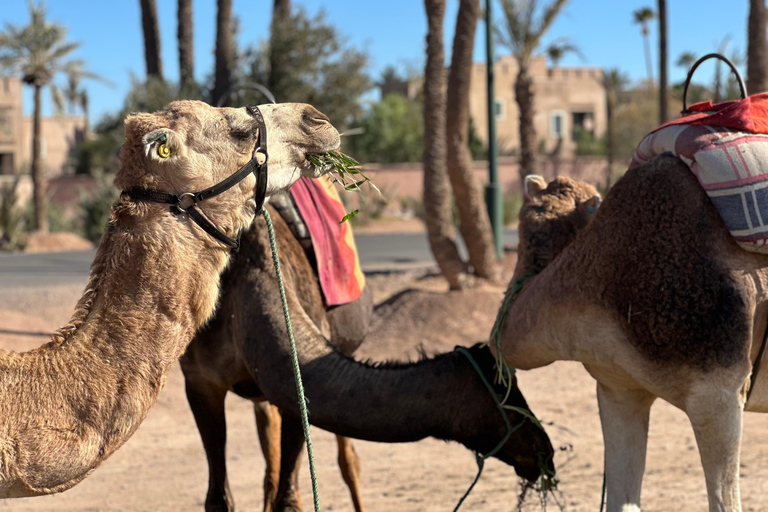 Camel Ride Adventure Through Marrakech’s Desert Villages