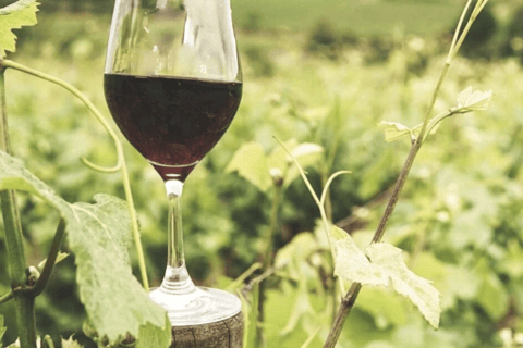 戈佐美食体验：独家当地美食之旅戈佐美食体验：独家当地美食品尝之旅