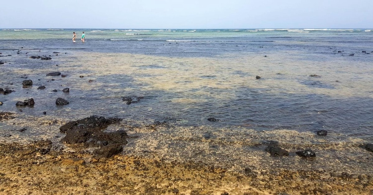 Sal Island: Walk with lemon sharks (Finnish guide) | GetYourGuide