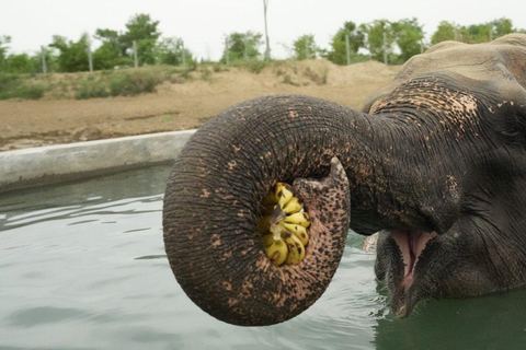 From Delhi: Taj Mahal Sunrise Tour Elephant Conservation Tour with Car Driver and Guide Only