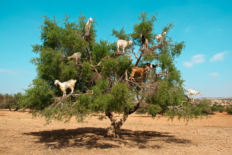 Ab Marrakesch: Private ganztägige Essaouira-TourAb Marrakesch: Kleingruppen-Tagestour nach Essaouira