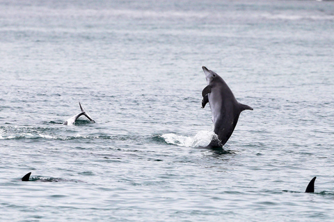 Sydney: Port Stephens Private Day Tour