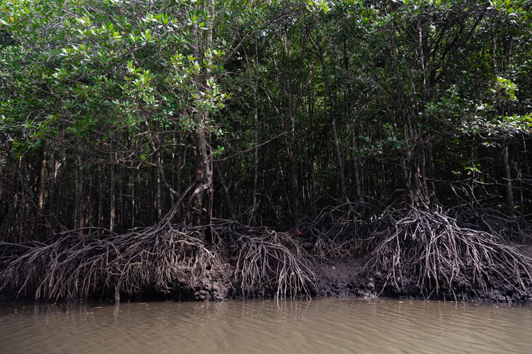 Langkawi Mangrove boottocht op de rivier en privéstrandtourMedium boot (9-12 personen)