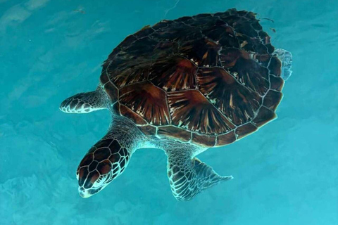 Zanzibar: Sea turtle Swim at Salam cave in Kizimkazi village Zanzibar: Swim with sanctuary Tortoise at salam and transfer