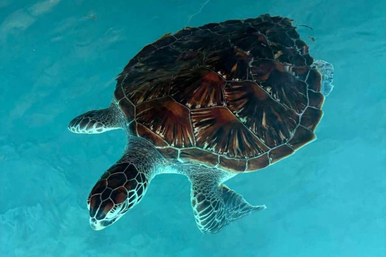 Zanzibar: Sea turtle Swim at Salam cave in Kizimkazi village Zanzibar: Swim with sanctuary Tortoise at salam and transfer