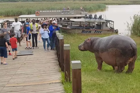 Safári de meio dia em um barco para hipopótamos nos pântanos de Isimangaliso saindo de Durban
