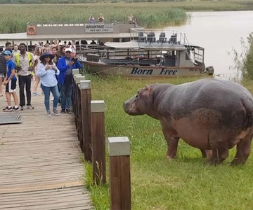 Safári de meio dia em um barco para hipopótamos nos pântanos de Isimangaliso saindo de Durban