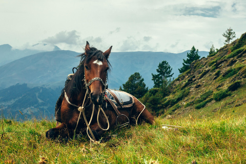 1 giorno di avventura a cavallo nei monti Borjomi1 giorno di avventura a cavallo nel Parco Nazionale di Borjomi