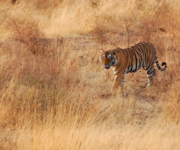 Ranthambore Safari buchen
