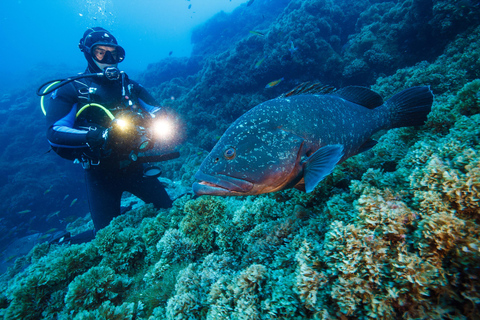 Vila Franca do Campo: Boat Diving Guided Tours twice a day. Vila Franca do Campo: Diving Tours. Single dives twice a day