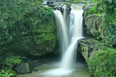 ubud : private tour,atv,rice terrace,waterfalls group of 1-3 person