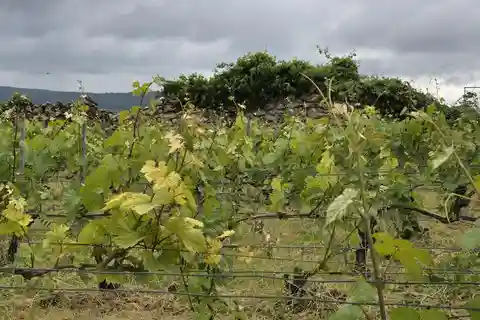 Upplevelse på en vingård i Champagne: Fördjupa dig i terroir