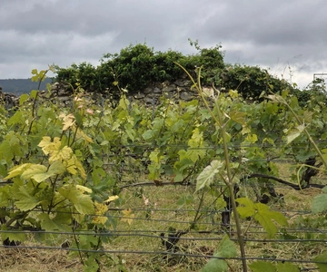 Experiencia en el viñedo de Champán: Adéntrate en el terruño