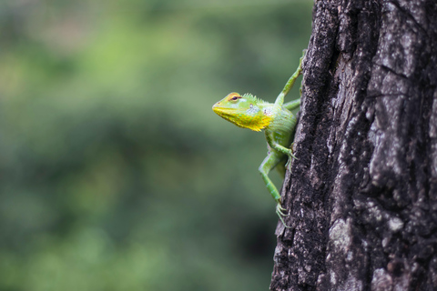 Bentota dorpstour, riviersafari met Westcoast